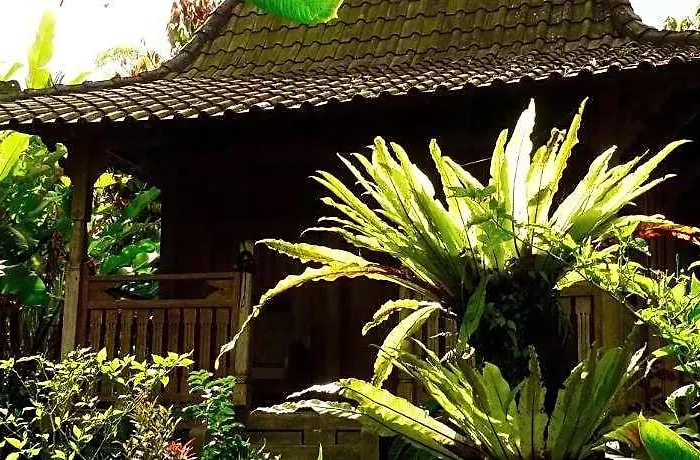 Bali Mountain Retreat ロッジ Wongaya Gede